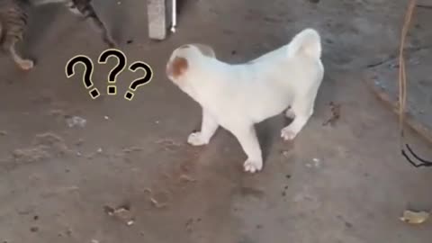 puppy and cat