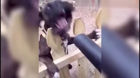 Animali divertenti-funny animals 26
