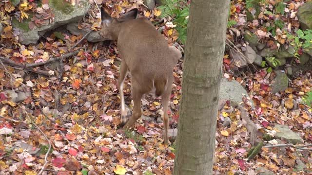 Archery Season Whitetail Hunting in Pennsylvania 2017