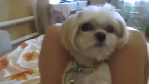 A prank with a dog