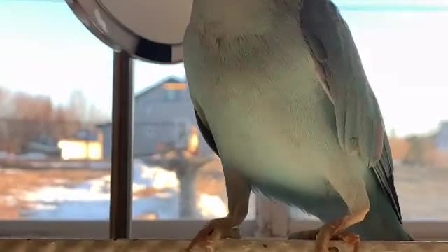 Funny Birds Compilation