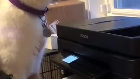 Funny cat