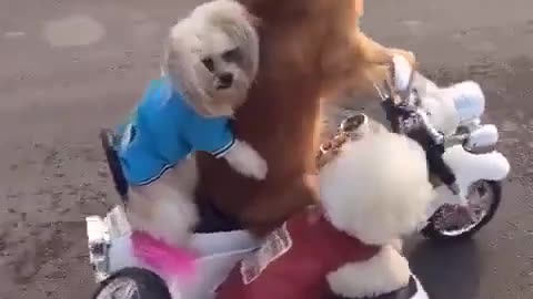 Smart and funny dog 17