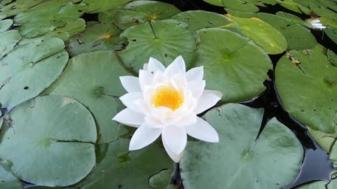 Water Lily