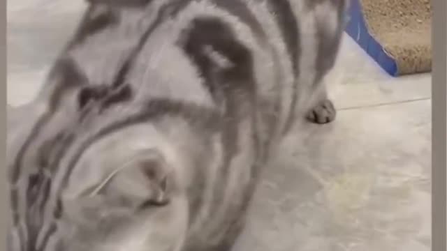 Super Dogs And Cats Reaction Videos| MEOW