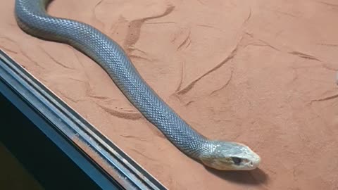 The deadly Taipan