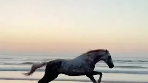 The Horse Runing acction