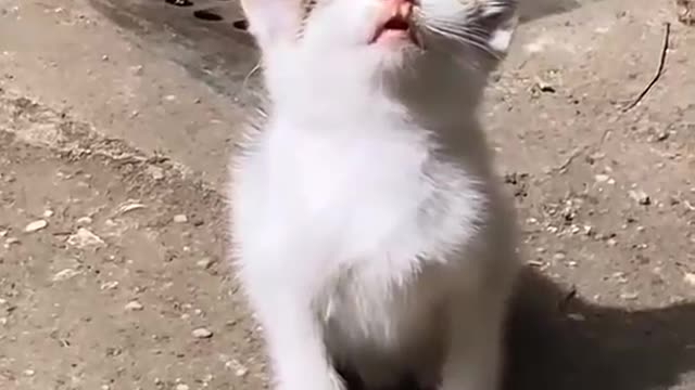 Cute pet rally place Episode 24