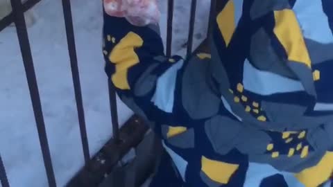 Baby feeds huge dog