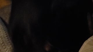 Doberman Farted!