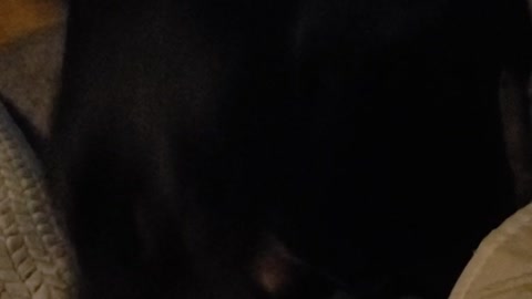 Doberman Farted!
