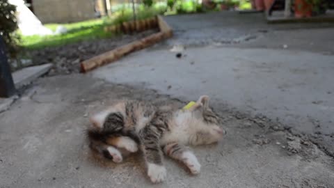 How to Turn Off a Cats