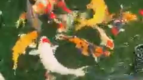 Koi fish pond (36)
