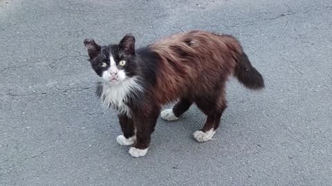 Cat with wounds on the street