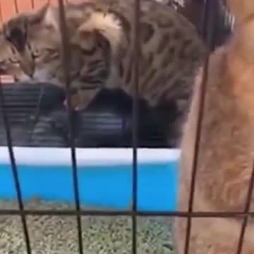 PETS NEVER LIE ABOUT LOVE-51 #shorts