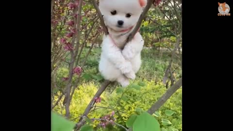 Most famous Pomeranian dog very cute compilation