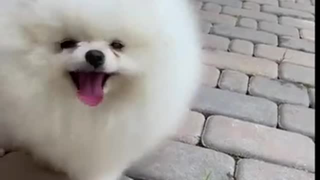 Latest version of the year|This is a cute and funny dog!|Interesting pet dogs and cats