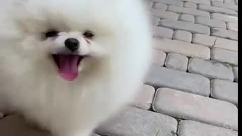 Latest version of the year|This is a cute and funny dog！|Interesting pet dogs and cats