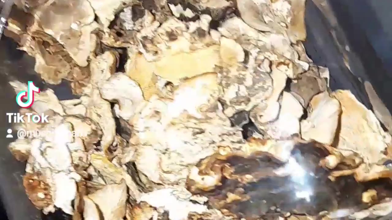 Boost your immunity and embrace wellness with Turkey Tail mushrooms! 🍄