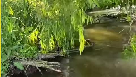 Fishing Gone Wrong