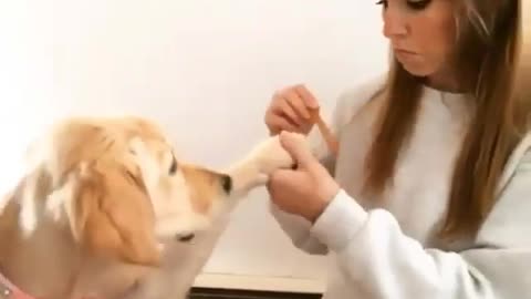funny dog getting Nail service