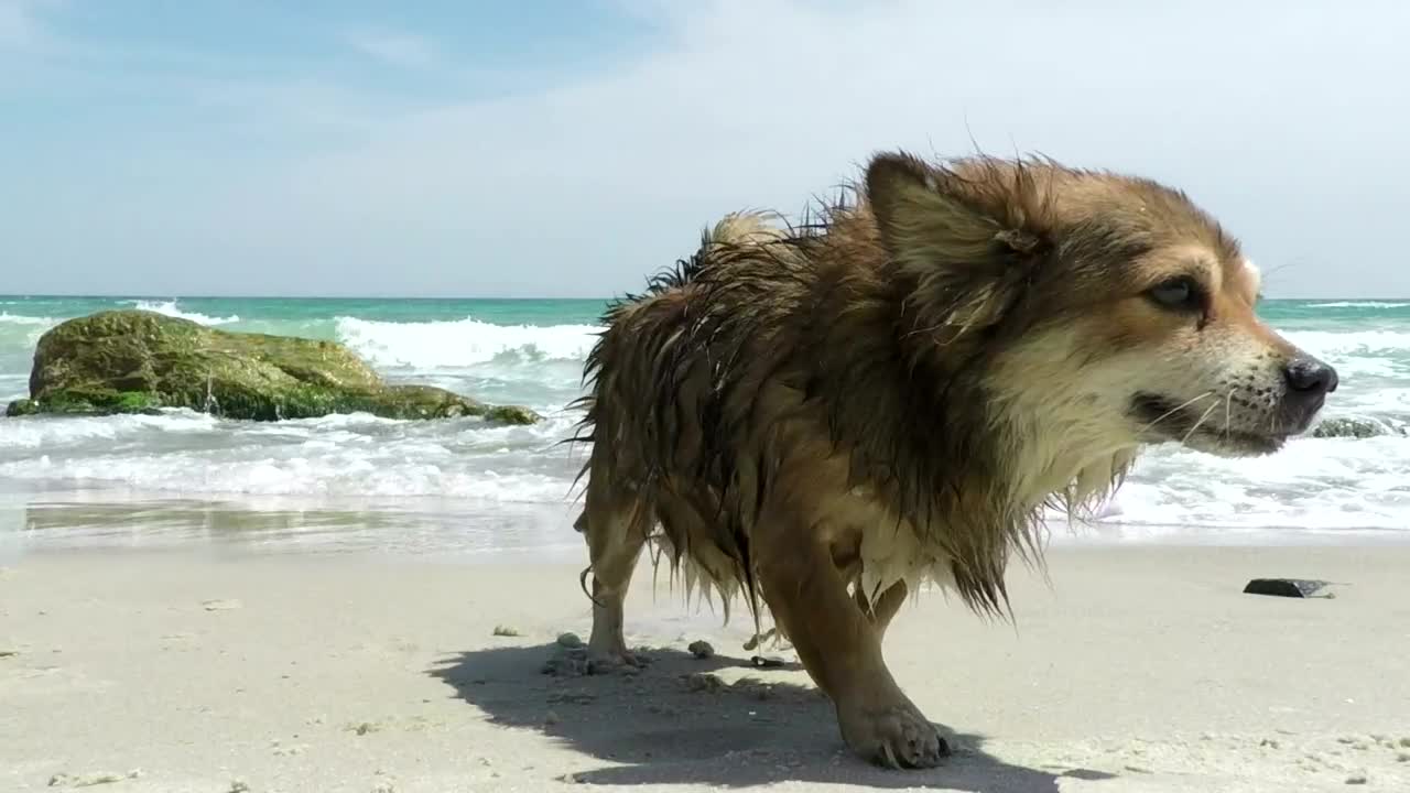 Dog snaking off the water on the beach wet