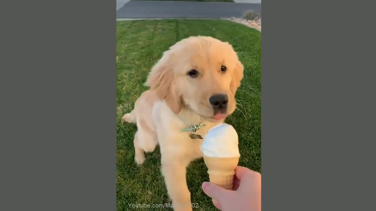 Dog ice cream eating