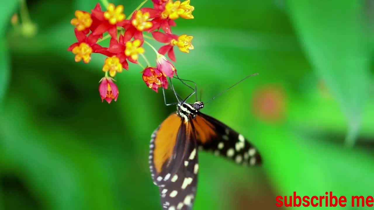 Butterfly video