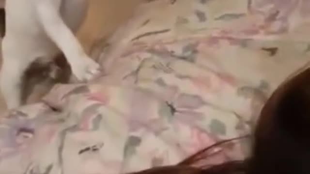 Funny & Cute Animal Videos!