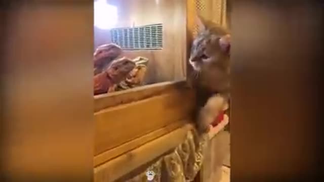 Cat Can Understand Whatever People Say |
