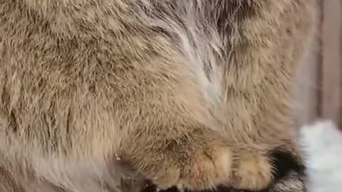 What kind of cat is this?