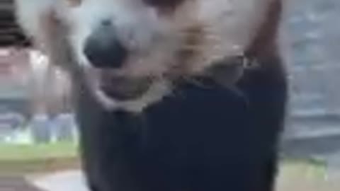#Cutepets #Cuteanimals #beautifulanimals#niceanimals #viral #rumble.com