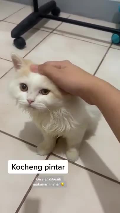 How to train your Persian cat