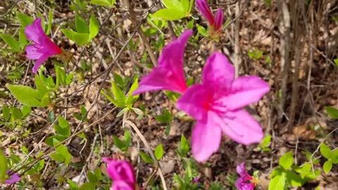 Azalea flowers in the wind.