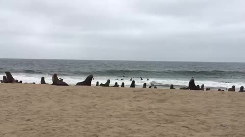 Seapoint Namibia - visit hundreds of wild seals so close