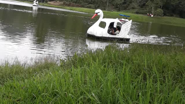 Shall we go for a swan boat ride?