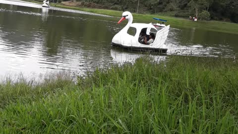 Shall we go for a swan boat ride?