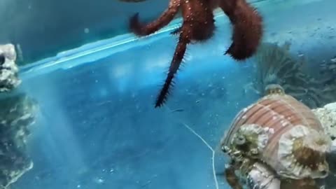 An oversized hermit crab