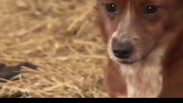 A dog cries and cries strangely when its best friend, a cow, is taken away