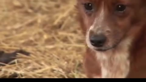 A dog cries and cries strangely when its best friend, a cow, is taken away