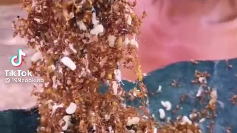 men eat ant