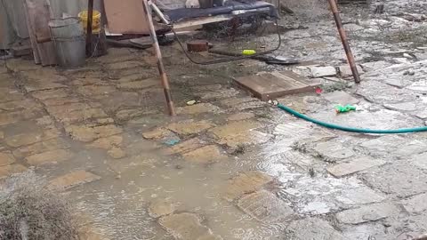 koshki ne lybayt vodu