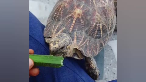 🐢Tustoise wants to eat lady finger 😃