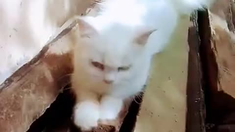 Beautiful white colour persian cat