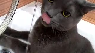 Thomas drink water