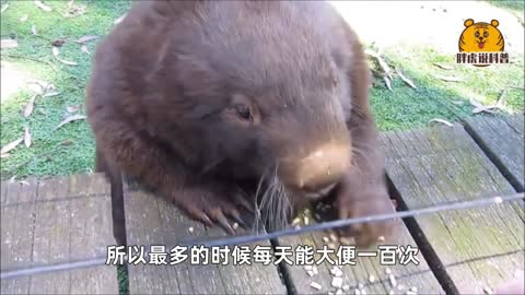 Wombat: With the biggest ass in the world and the most wronged baby(2)
