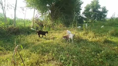 Wow :-) Goat meeting for first time