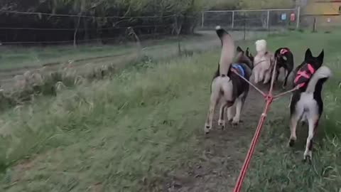 May 20/22 - 4-Dog Bikejor Part 1