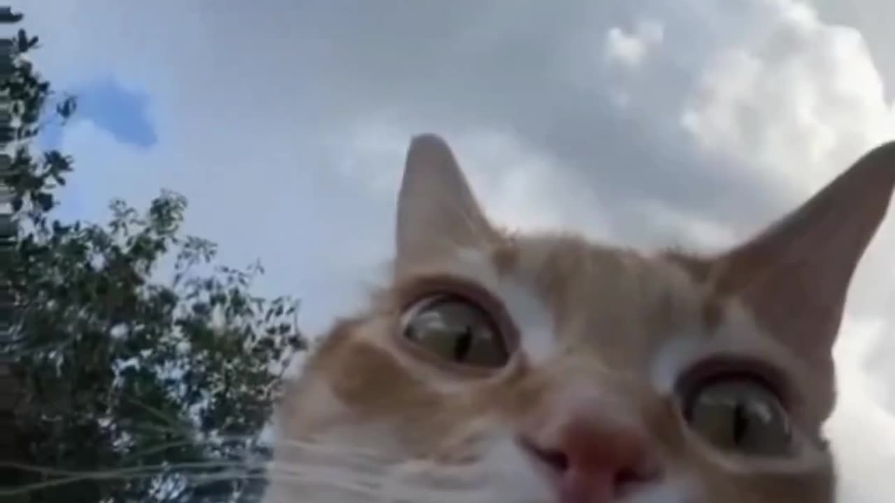 [shorts]funny animal#01 dance and dance