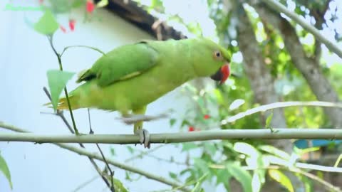 Loud Parrot Chirping Angry Voice - Natural Parrot Sounds - Parrot Calling Sounds --p4